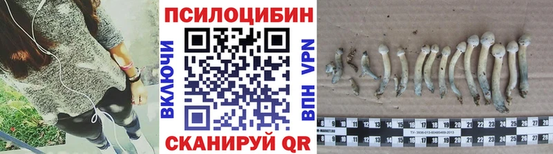 магазин    Энгельс  Псилоцибиновые грибы Psilocybine cubensis 